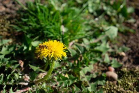 A Bee on a Small Yellow Flower Stock Photos