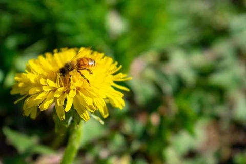 A Bee on a Small Yellow Flower Stock Photos