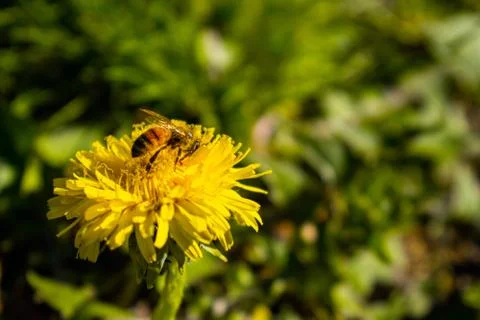 A Bee on a Small Yellow Flower Stock Photos