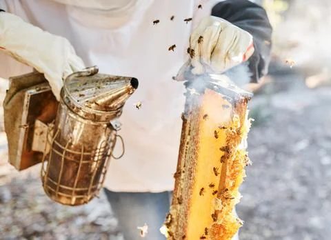 Bee, smoke and bees smoker tools with hands holding honeycomb for farmer small Stock Photos