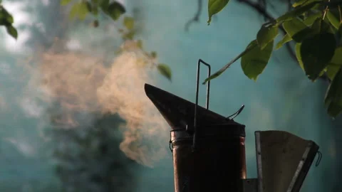Bee smoke in the apiary Stock Footage 93198143