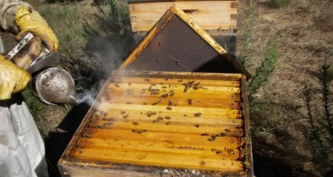 Bee smoker, a beekeeping basic equipment Stock Photos