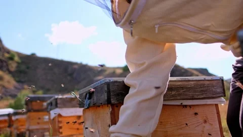 Bee Smoker Stock Footage 340649692