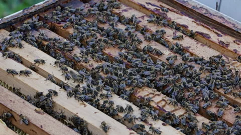 Bee smoker nozzle approaching bees on hive frames Stock Footage 345088918