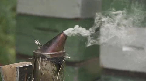 Bee smoking in slow motion. Stockbeeldmateriaal 56916412