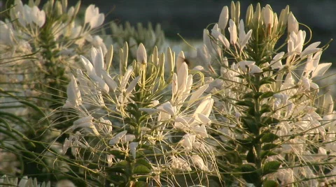 Bee solo in the flower 스톡 동영상 529064