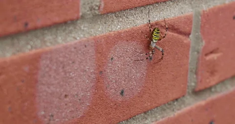 Bee Spider On Wall Side On 스톡 동영상 205884031