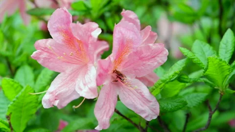 Bee on spring azaleas flower Stock Footage 195717980