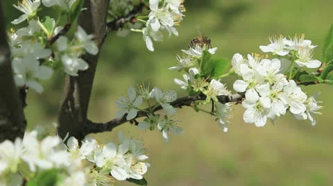 Bee on spring blossom Stock Footage