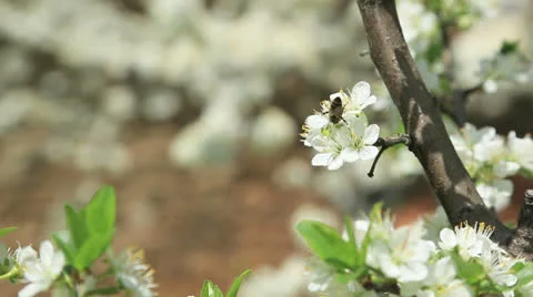 Bee on spring blossom Stock Footage 22679880