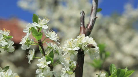 Bee on spring blossom Stock Footage 22679956