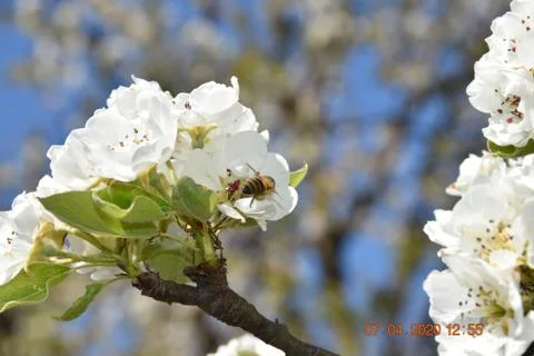 Bee on the spring Cherry blossom 写真素材