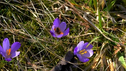 Bee on Spring Crocus in the flower Stock Footage 107612921