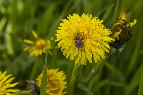 A bee on a spring dandelion flower Stock Photos