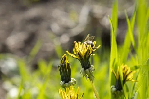 A bee on a spring dandelion flower Stock Photos