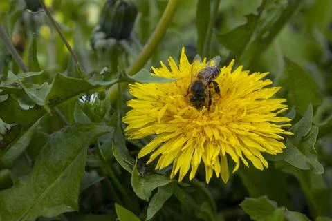 A bee on a spring dandelion flower Stock Photos