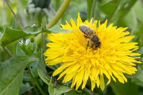 A bee on a spring dandelion flower Stock Photos
