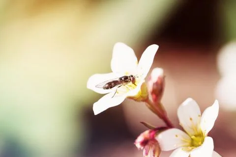 Bee on the spring flower on blurred macro background. Spring or summer border Stock Photos