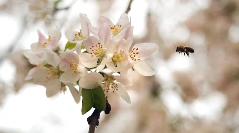 Bee on spring flower Stock Footage 37128574