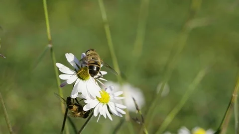 Bee on Spring flower Stock Footage 102884973