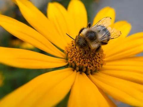 Bee, spring, flower, pollen, nature, outdoors, organic, natural, wings, hiv.. Stock-Fotos