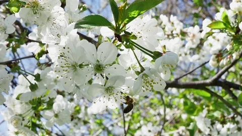 Bee in the spring garden on a branch of a fruit tree with blooming flowers, 스톡 동영상 278717446