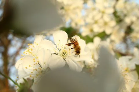 Bee springtime Stock Photos