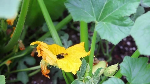 Bee in squash blossom Stock Footage 83490099