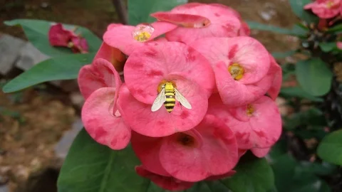 Bee squeezing nectar from a flower in a garden Stock Footage 126081500