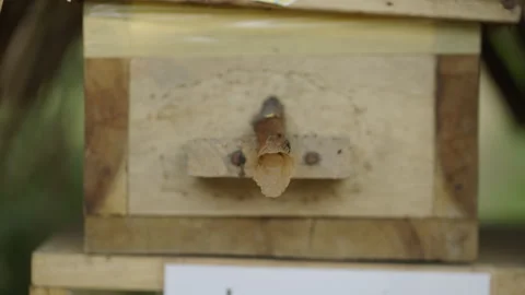 Bee squeezing through a protruding hole in a box Stock Footage 246598028