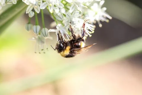 Bee standing down on white flower Stock Photos