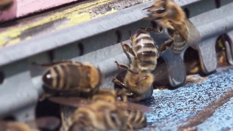 Bee Standing Upright Wings Raised Stock Footage 342021844