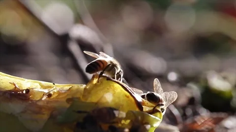 Bee On Star 1 Stock Footage 250678984
