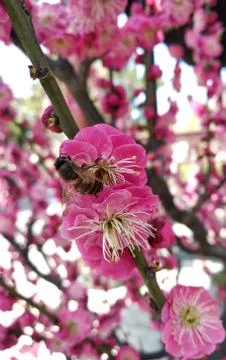 A bee stayed in red plum flower Stock Photos