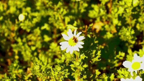 A Bee Staying On A Daisy Flower Stock Footage 272638284