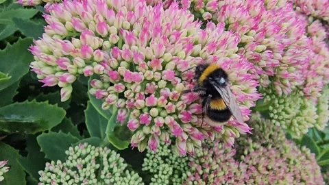 Bee on stonecrop Stock Footage 317048882