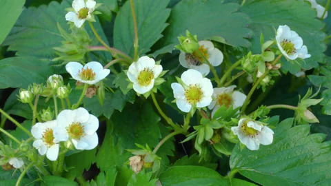 Bee on strawberry flowers Stock Footage 135318212