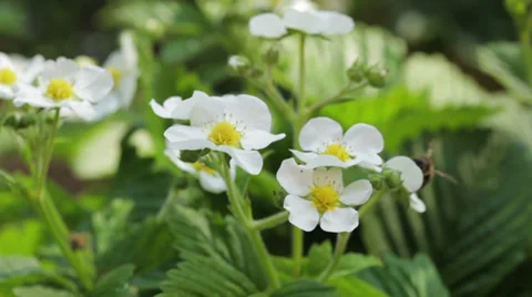 Bee on the strawberry Vídeos de archivo 35574225