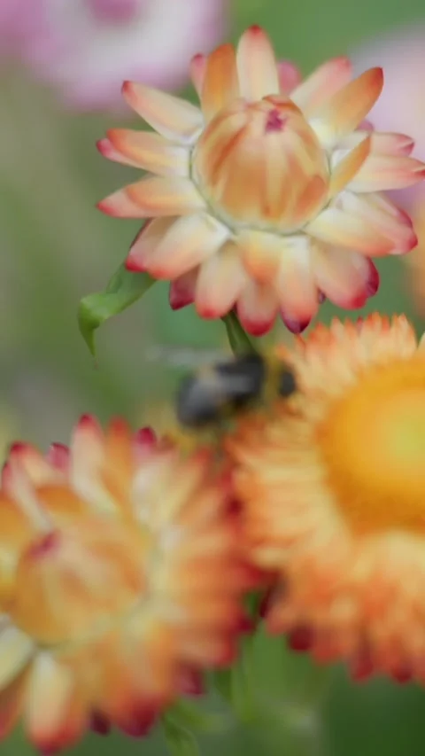 Bee on Strawflower, close up shot, Cornwall Park, Auckland, New Zealand Vídeo Stock 328193304