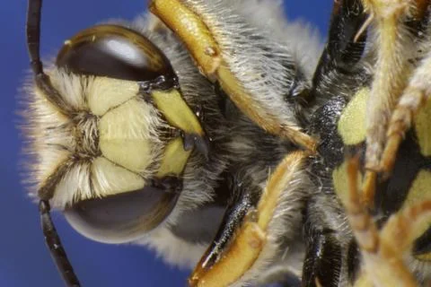BEE--STRUCTURAL DETAIL IN SUPER MACRO Stock Photos