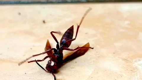 Bee Struggling on Back on Ceramic Floor Moving Legs and Wings Stock Footage 328780585