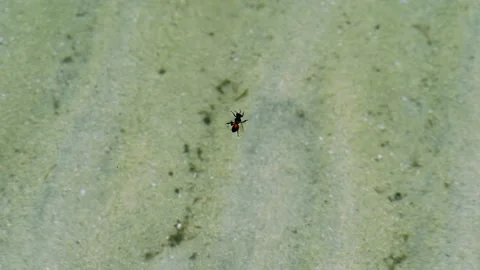 Bee Struggling on Water Surface in Tropical Sea Видео 336844802