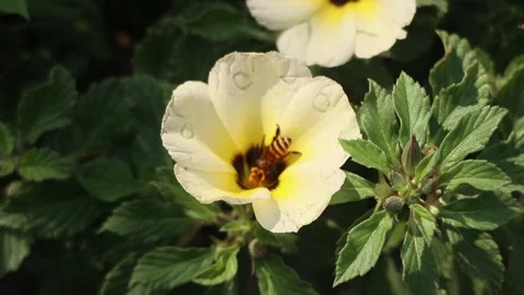 A bee sucking nectar from a beautiful white flower Stock Footage 284309430