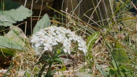 Bee sucking nectar from a flower Vidéo 94913033