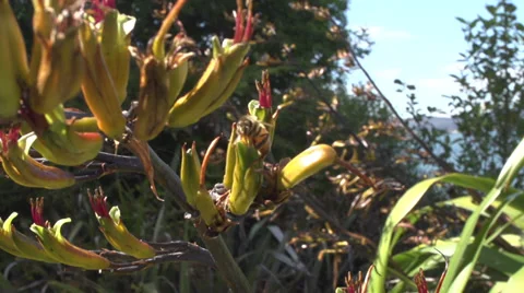 A bee sucking on a nectar Stock Footage 32685101