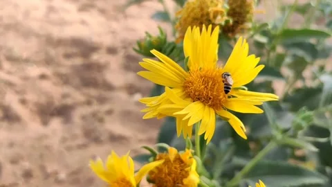 Bee sucking nectar from Golden Crownbeard  yellow flower Stock Footage 193247280
