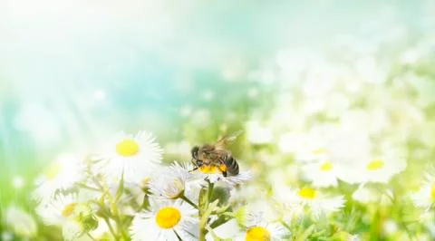 Bee sucking nectar Stock Photos