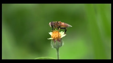 Bee sucking nectar with proboscis visible Stock Footage 295325612