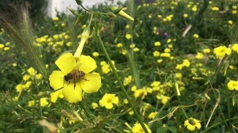 Bee sucks and nectar from a ￼clover blossom￼. clover feeld, Stock Footage 119258441