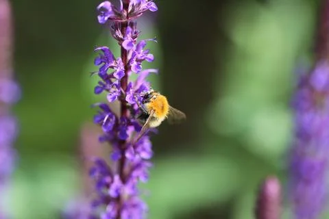 Bee sucks the nectar of a flower Foto stock